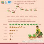 Produksi Tanaman Biofarmaka Pontianak