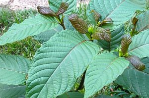 Anggota Baleg DPR RI Eva Monalisa menegaskan urgensi regulasi komprehensif untuk tanaman kratom sebagai komoditas strategis nasional. Dalam RDPU dengan P2KI, Eva menyoroti potensi ekonomi kratom serta pentingnya kepastian hukum, pajak, dan sinergi lintas kementerian.