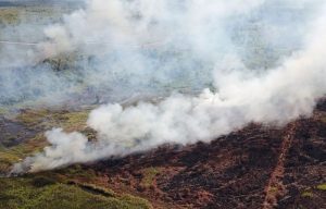 Sebaran titik api di wilayah konsesi perusahaan menjadi sorotan WALHI dalam rilis terbaru terkait peningkatan kebakaran hutan dan lahan di Indonesia tahun 2026.