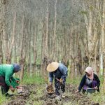 Aktivitas perhutanan sosial di kawasan hutan yang berpotensi masuk dalam skema perdagangan karbon untuk mendukung ekonomi hijau Indonesia.