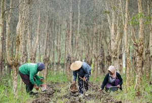 Aktivitas perhutanan sosial di kawasan hutan yang berpotensi masuk dalam skema perdagangan karbon untuk mendukung ekonomi hijau Indonesia.