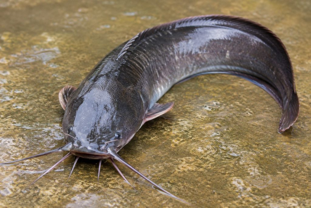 Ikan Lele