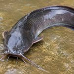 Ikan Lele