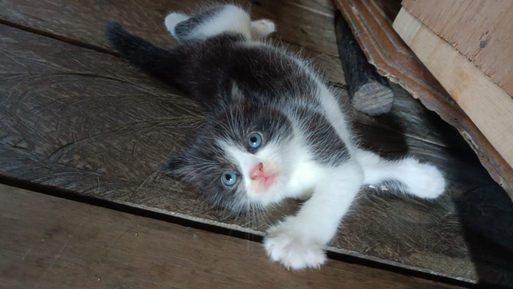 Pelihara Kucing
