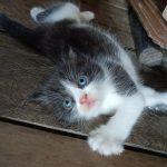 Pelihara Kucing
