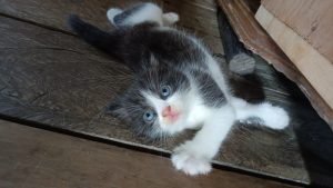Pelihara Kucing
