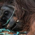Orangutan Ketapang