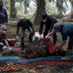 Orangutan Ketapang