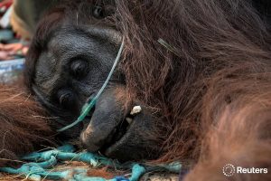 Orangutan Ketapang